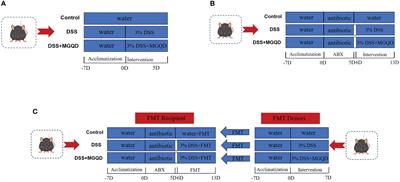 Modified Gegen Qinlian Decoction modulated the gut microbiome and bile acid metabolism and restored the function of goblet cells in a mouse model of ulcerative colitis